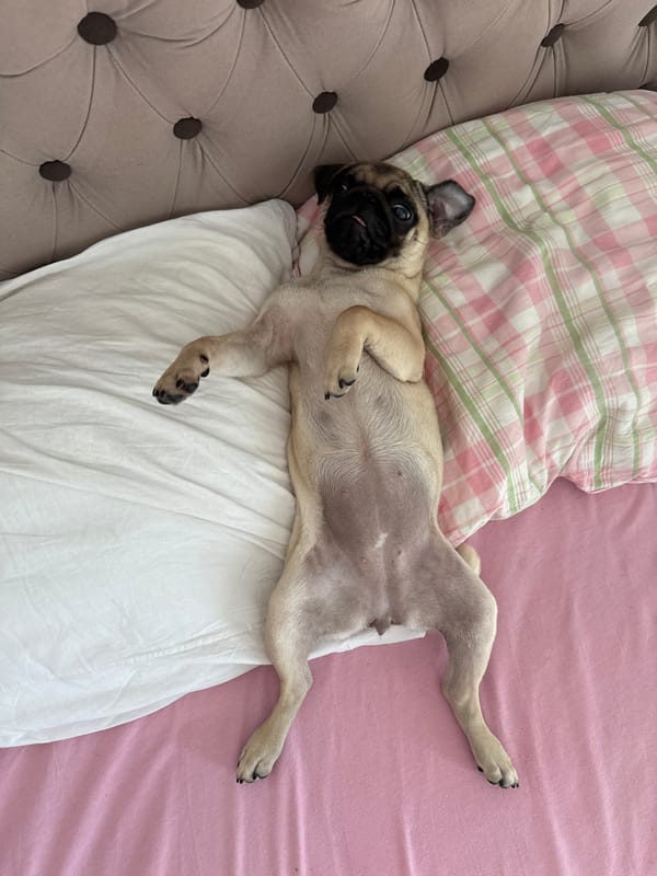 Pugs doing absolutely nothing on various beds