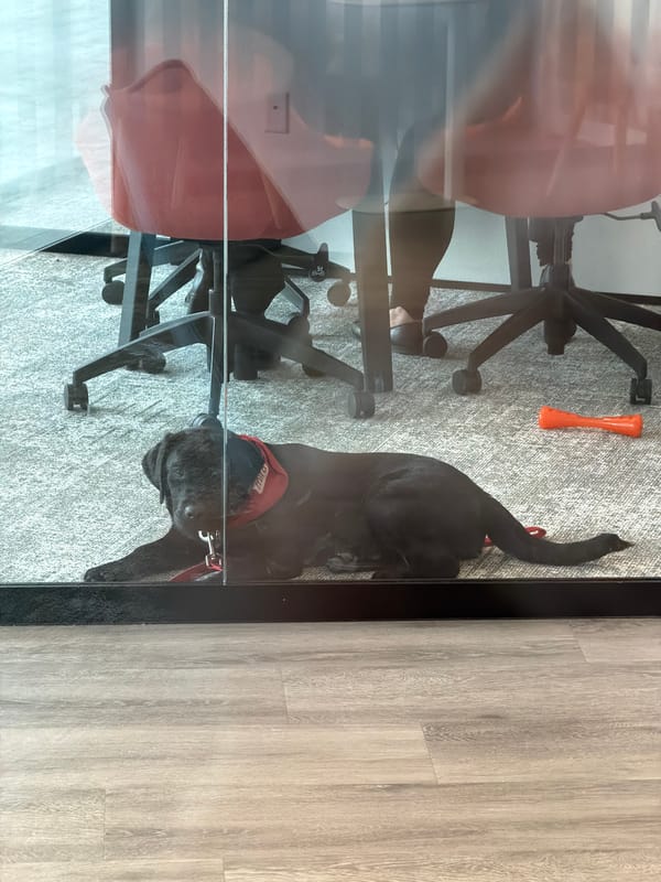 Dog rests in Montreal office during workday
