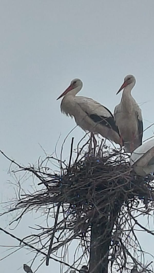 White storks spotted nesting on utility pole
