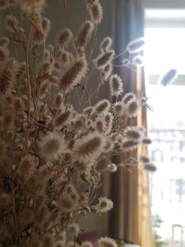 Dried bunny tail grass bouquet photographed on Saint Petersburg windowsill