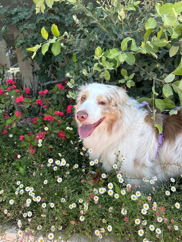 Person walks dog in sunny Ramat Gan garden