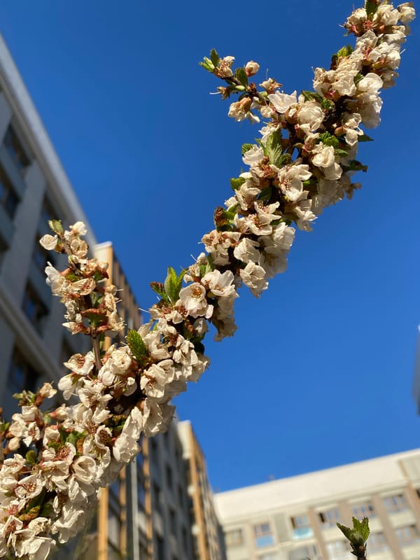 White flowers bloom against blue sky near modern buildings