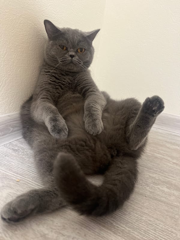British Shorthair cat documented during evening routine in Saint Petersburg