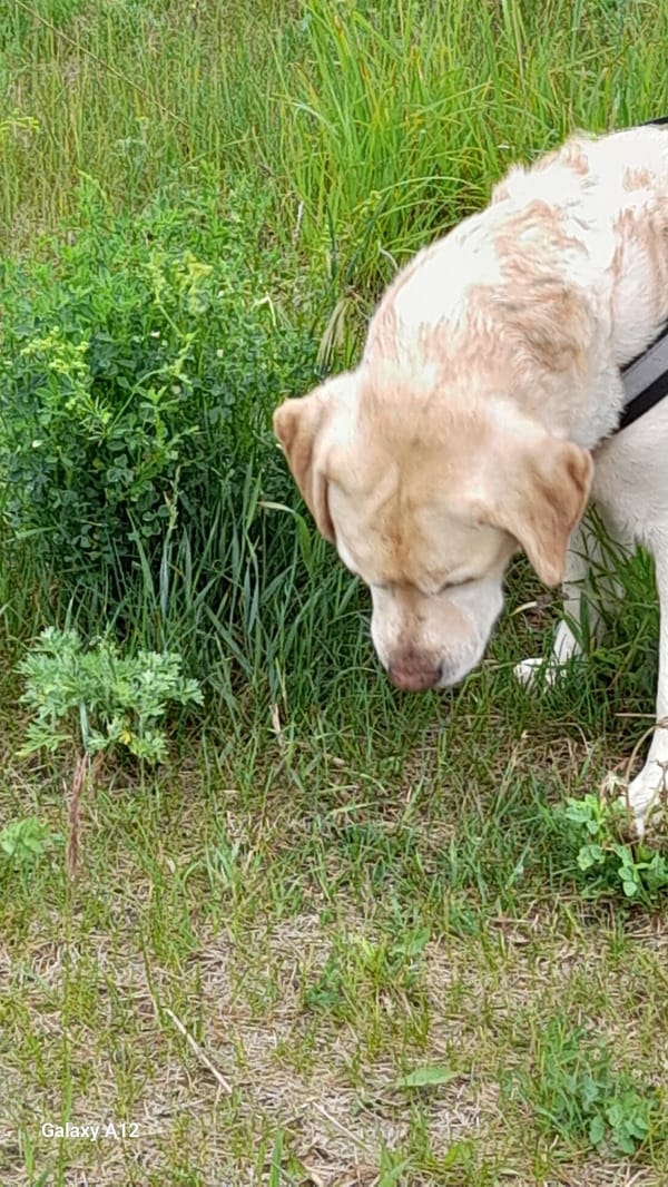 Morning dog walk documented in rural Russia