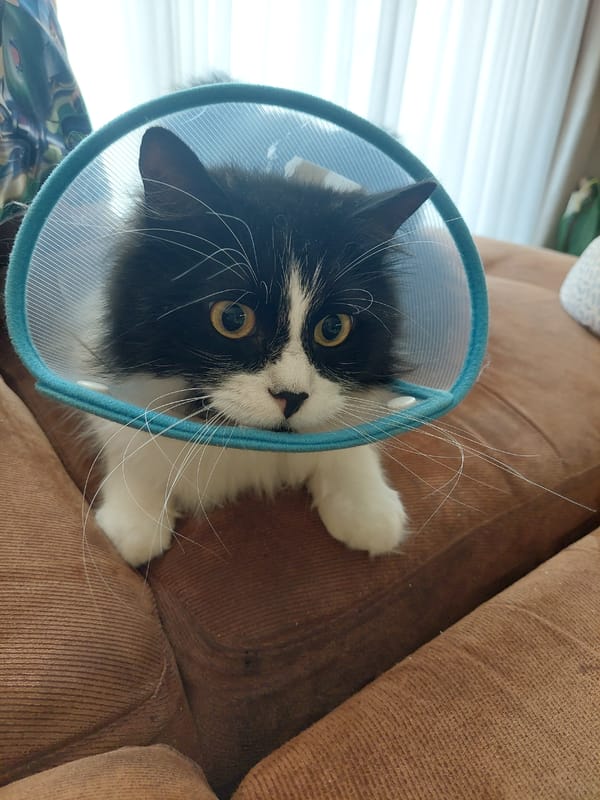 Cat recovers with cone collar in Plovdiv home