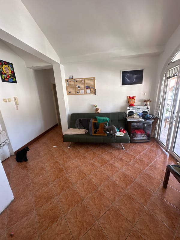 Two cats navigate daily life in a Budva apartment