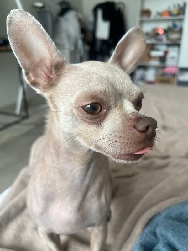 Close-up portraits of small dogs in Kharkiv