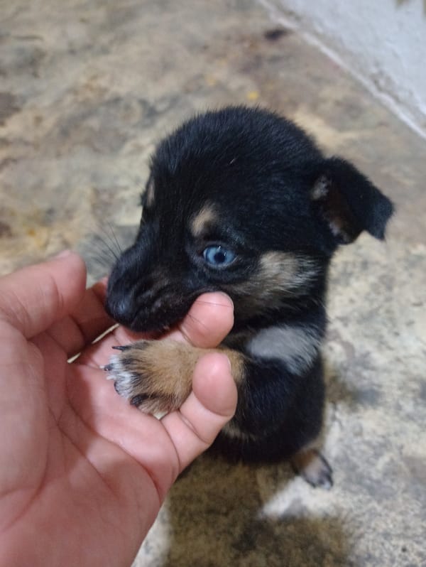 Evening scenes and puppy documented in La Victoria, Venezuela
