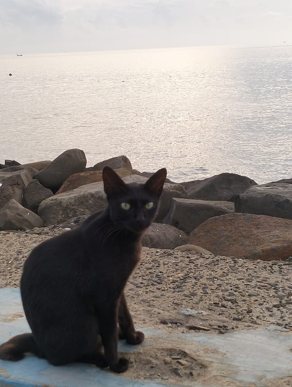 Cats spotted near waterfront in Lhokseumawe, Indonesia