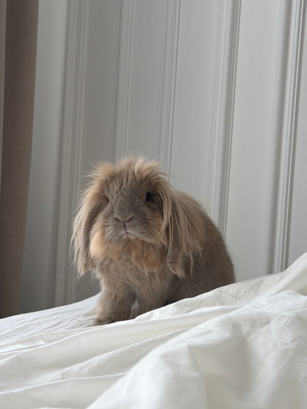 Fluffy rabbit peeks from behind a white curtain in Warsaw
