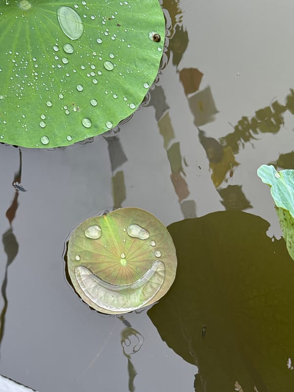 Buddhist statues and lotus pond documented in Vietnam