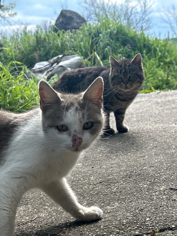 Two cats spotted on concrete in Bulgarian village