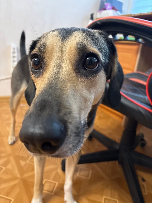Pets, doodles, and small objects fill a quiet Saint Petersburg morning.