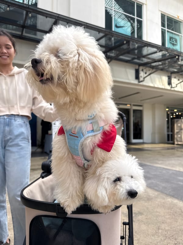 Dogs in a stroller and rabbits eating carrots in George Town