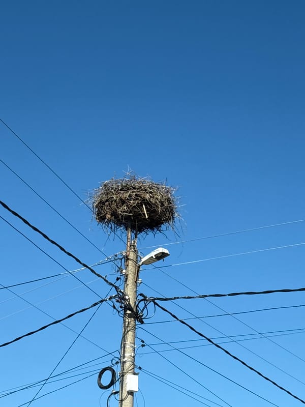 Bird nest spotted on utility pole in Bulgaria