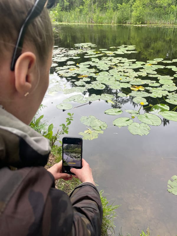 Lily pad pond, ducks, and a busy park in Sosnoviy Bor