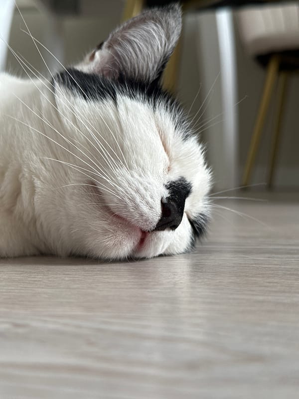 Cats at rest and on the move in a Kokshetau home