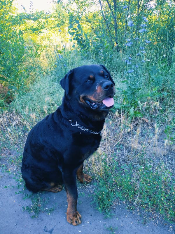 Summer morning in a Horishni Plavni park, flowers and a dog
