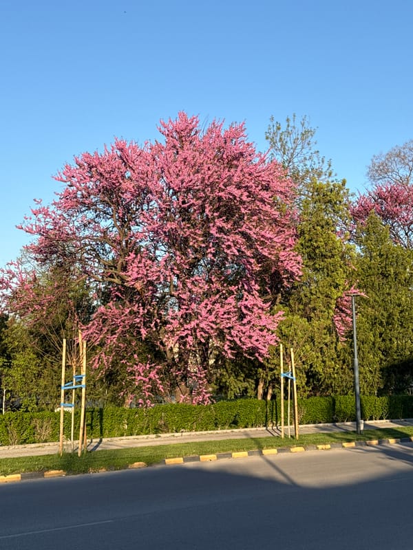 Spring blossoms observed on street in Septemvri, Bulgaria