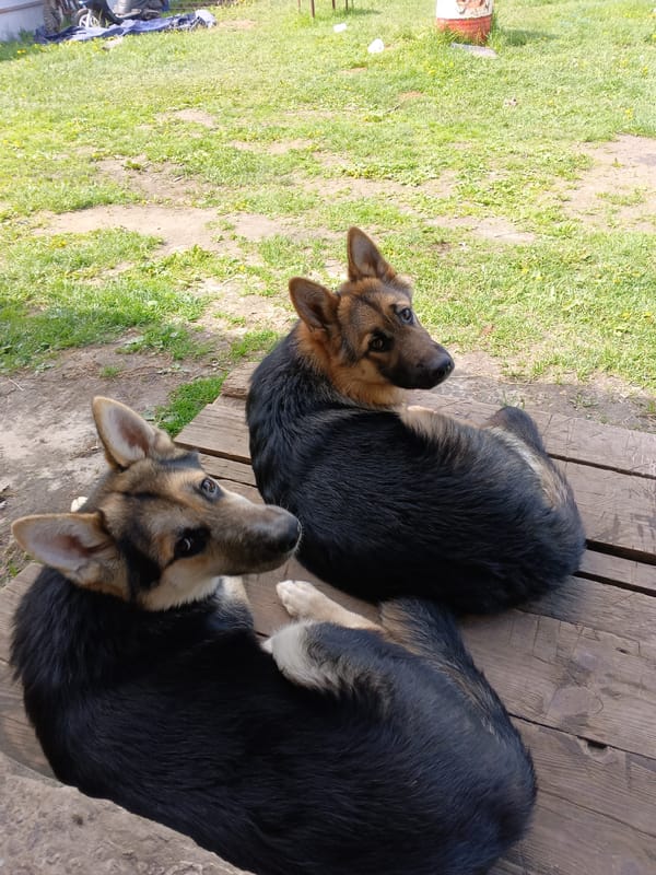 Family life documented in Andreyevo: dogs, woman, sleeping baby