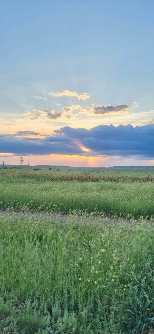 Sunset fieldscape and cat photographed in rural Ukraine