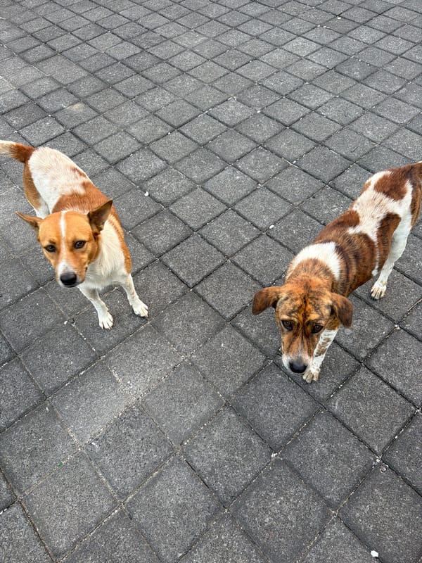 Street dogs, food stalls, and scooters on a Southeast Asian morning