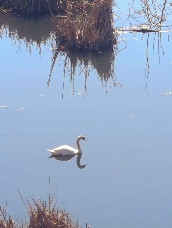 Swan spotted in Kardzhali wetlands during morning observation