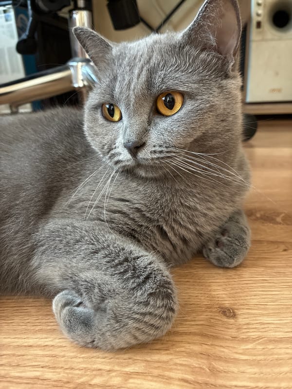 British Shorthair cat at rest, plus a Mercedes spotted in Alanya
