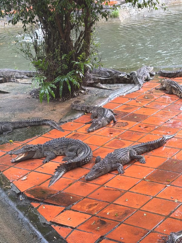 Crocodiles resting poolside at a Vietnam enclosure