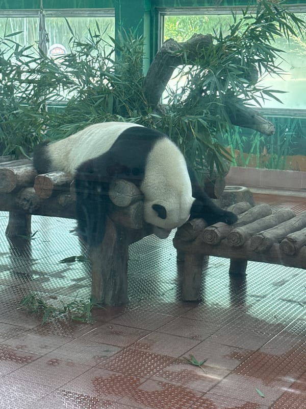 Nighttime wildlife activity observed at Yuexiu District facility