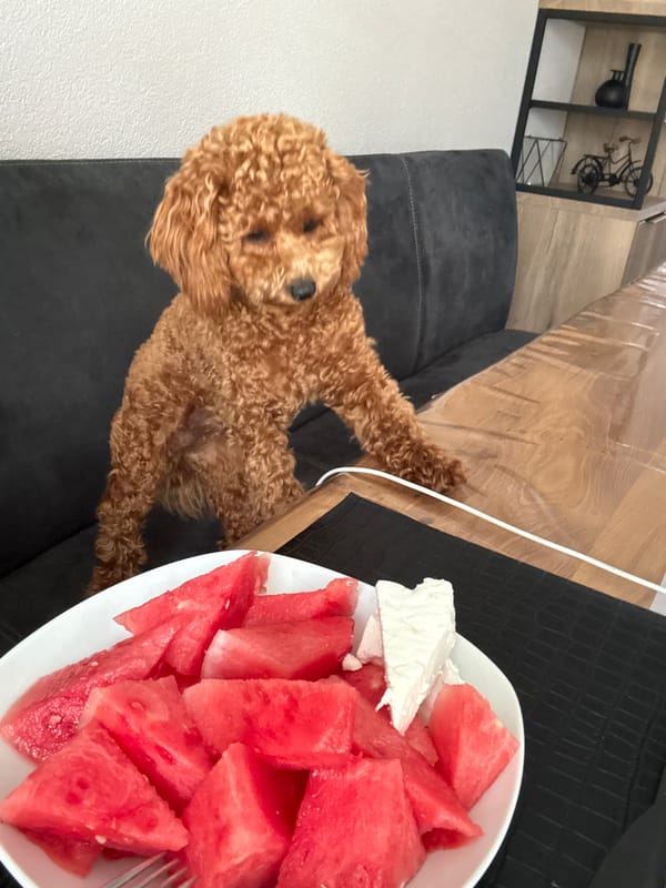 Lazy summer morning in Marum: snacks, pets, and still lifes