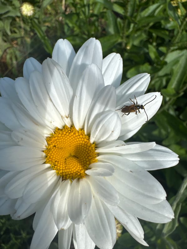 A Riga morning up close: flowers, insects, and small moments
