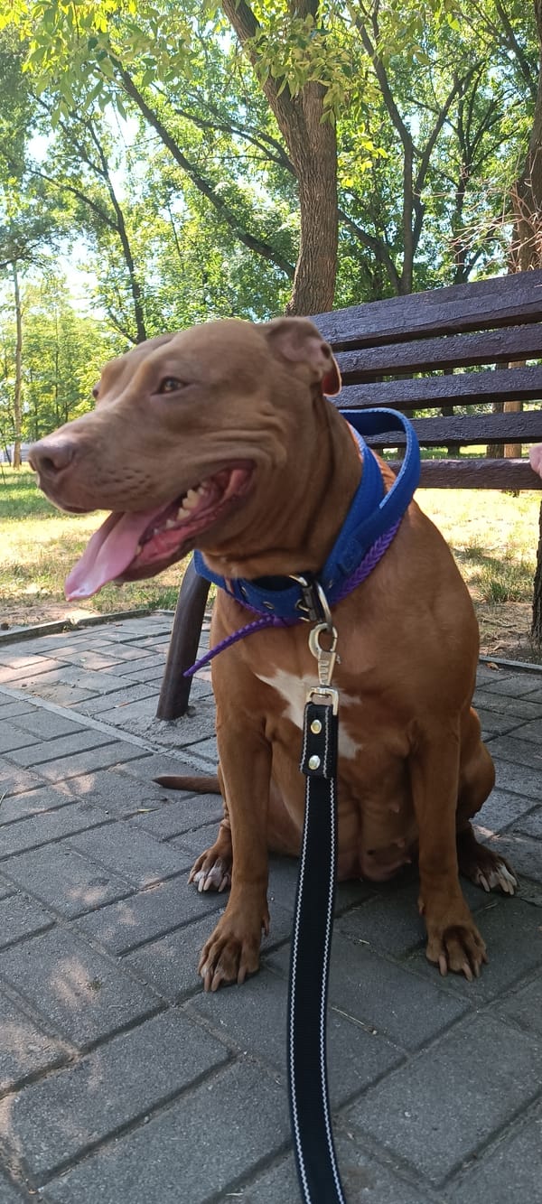 Pit bull resting on a sunny park path in Zaporizhzhia