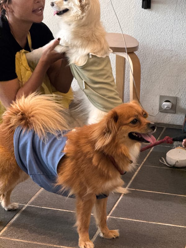 Person holds golden dog indoors in North Kuta