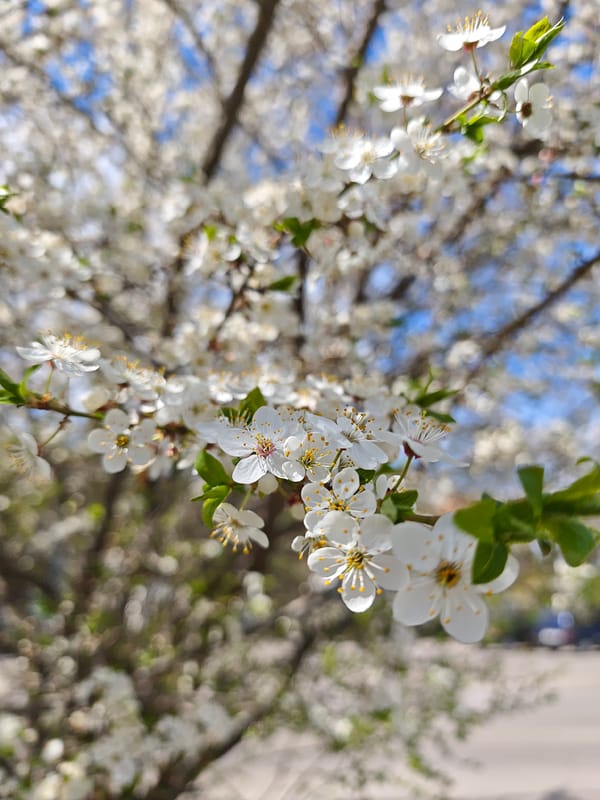 Spring blooms and curious cat captured in Vinnytsia, Ukraine