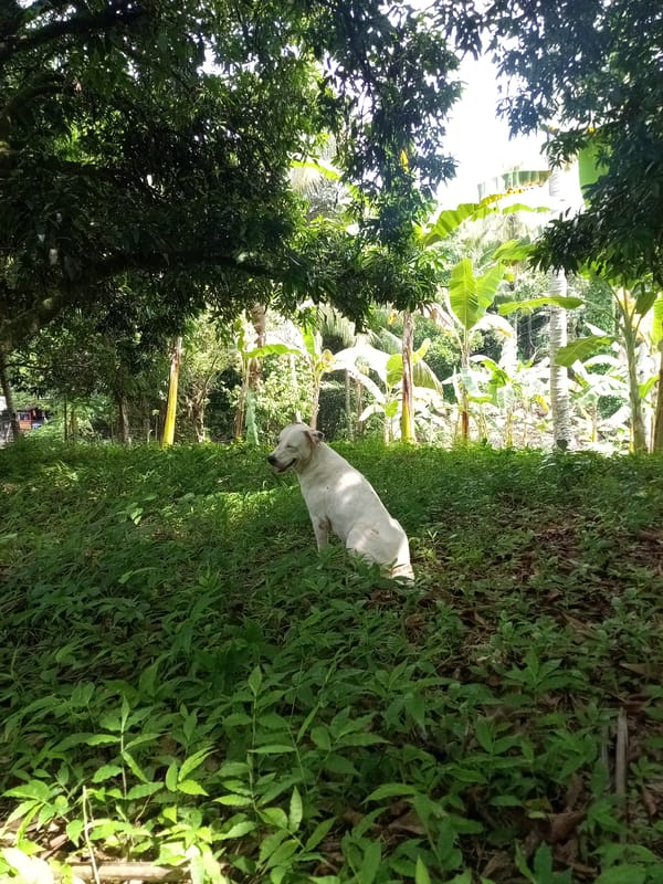 Daily life documented across rural Davao City neighborhoods