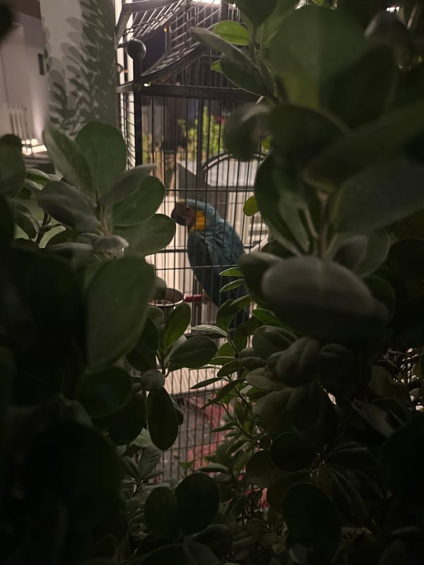 Macaw spotted in cage amid foliage in Dubai