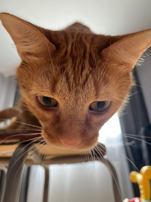 Orange cat photographed during intimate moment with human in Shushary