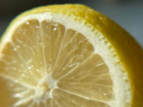Macro photography session captures citrus slices and water-dotted houseplants