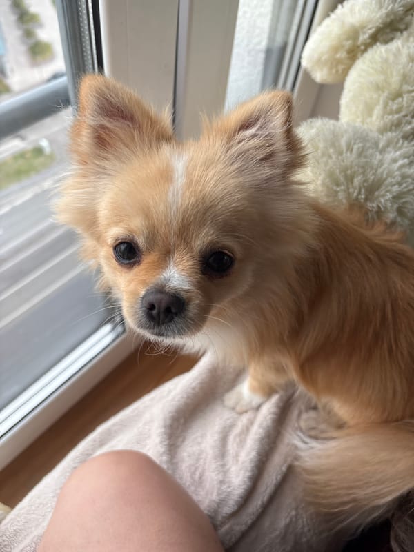 Two small dogs spending a quiet morning in a Saint Petersburg apartment