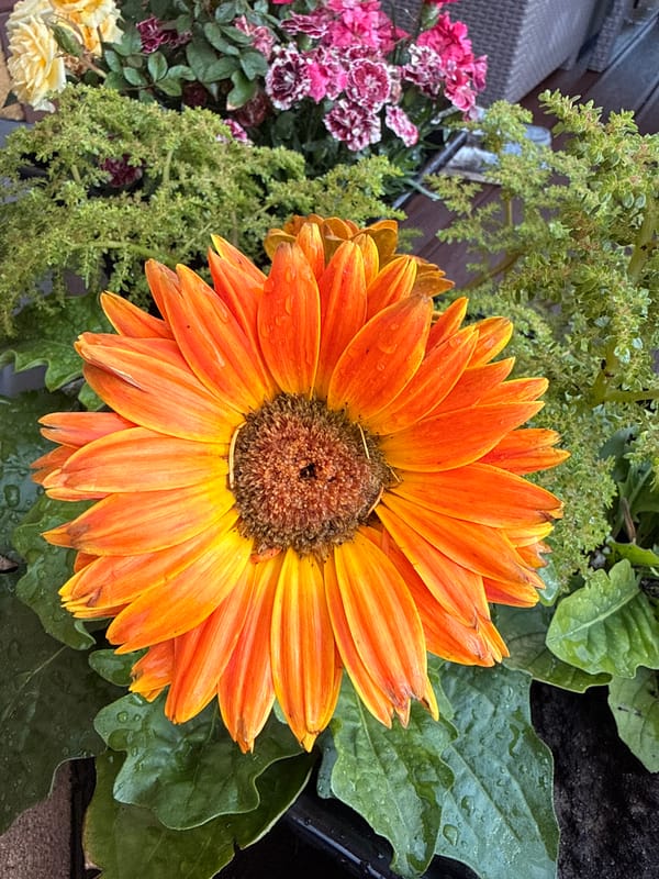 Rain-kissed garden flowers in close-up, Galinė, Lithuania