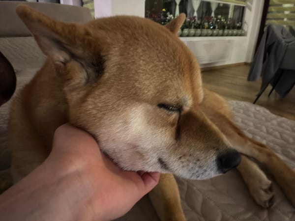 Shiba Inu enjoys playful moments at home in Bulgaria