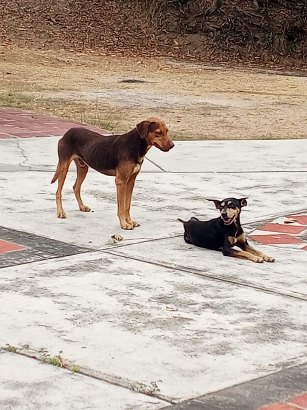 Dogs and wildlife spotted in outdoor spaces in Tinaquillo