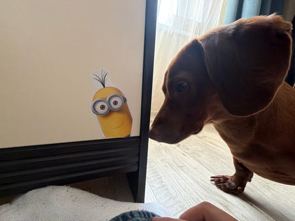 Dachshund plays with toys in Krasnoyarsk home