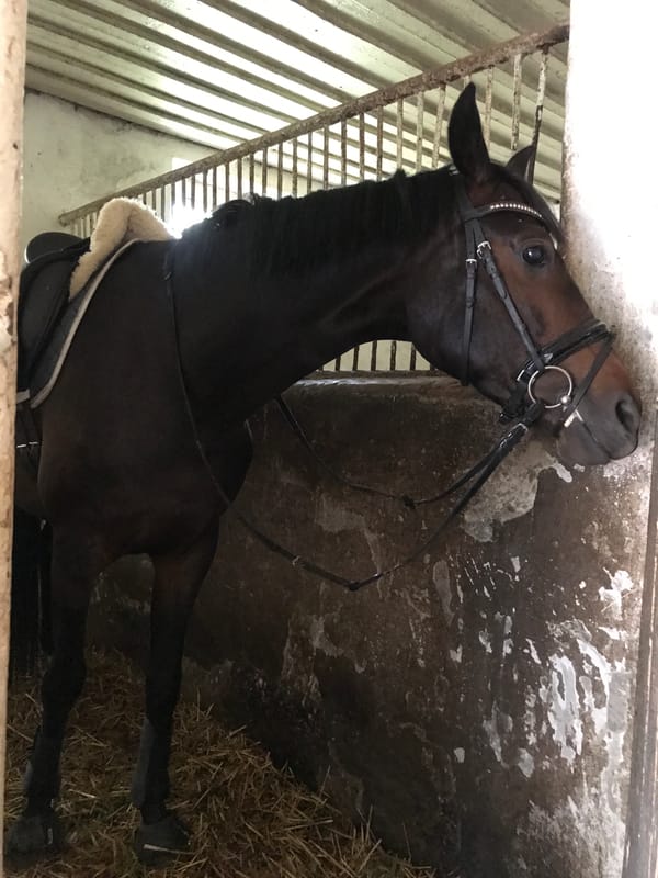 Equestrian training session documented at Kharkiv riding arena
