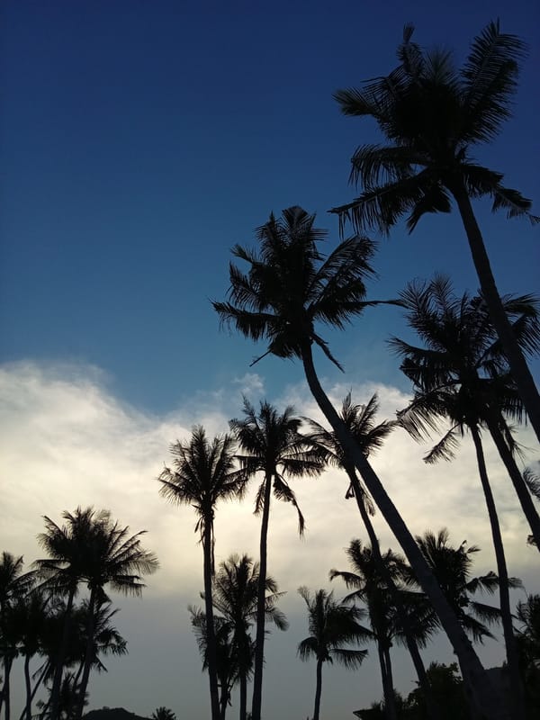 Scenes captured at Vietnamese heritage area show palms, interior