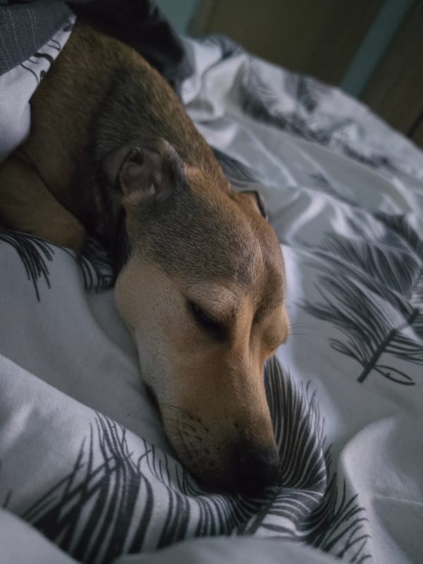 Dog rests peacefully on furniture in Plovdiv, Bulgaria