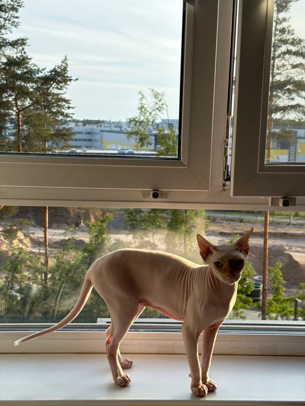 Sphynx cat observed in Saint Petersburg home over eight minutes