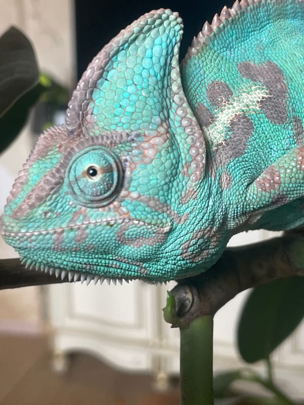 Veiled chameleons up close in Sochi