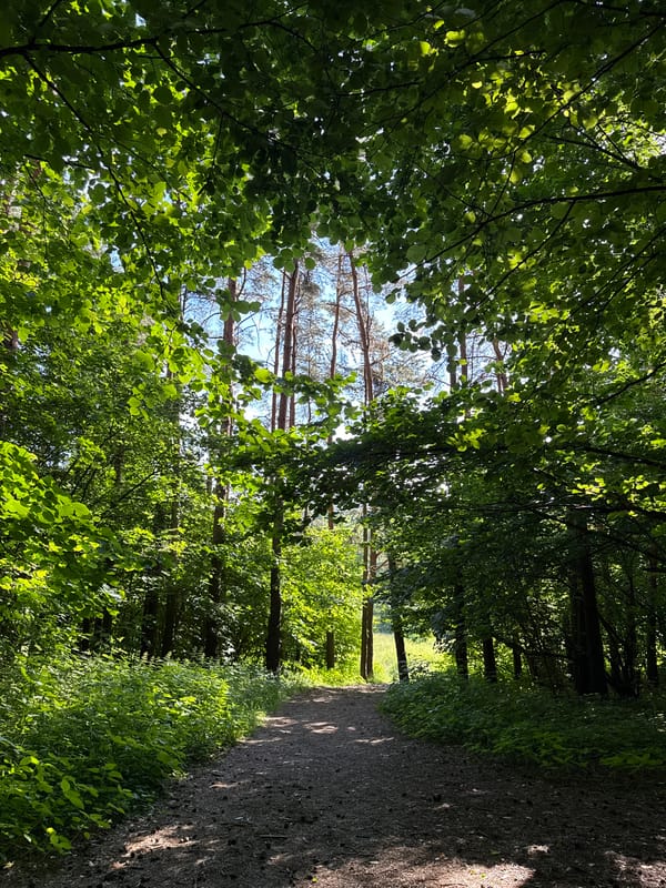 Morning stroll through a Moscow forest, wildflowers and worn paths